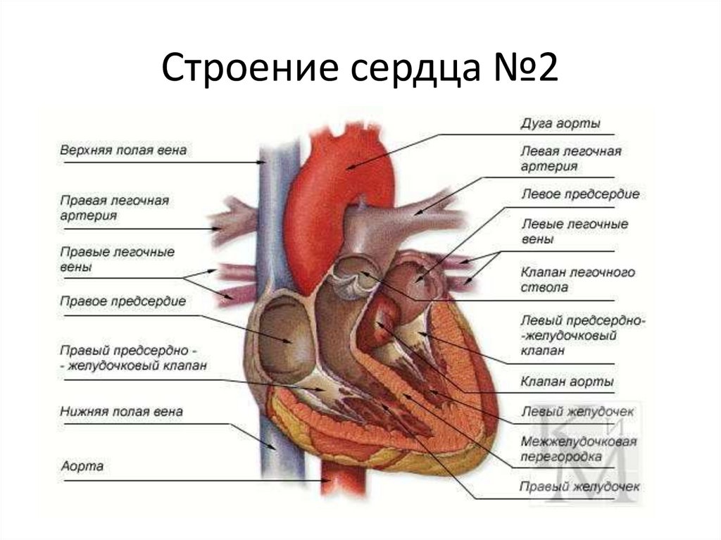 Строение сердца №2