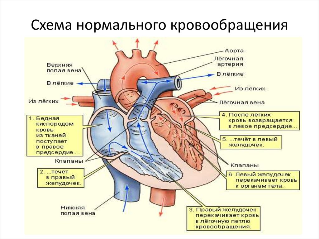 Схема нормального кровообращения