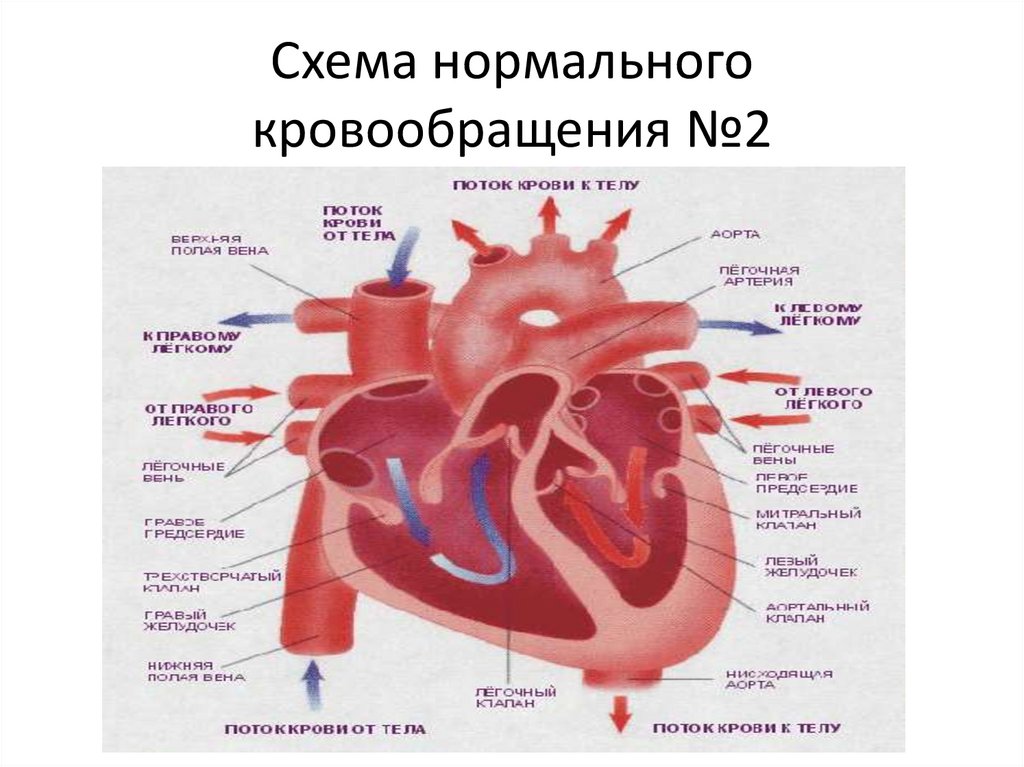 Схема нормального кровообращения №2