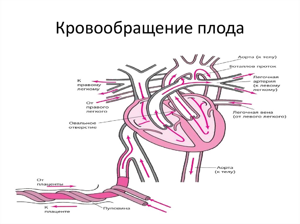 Кровообращение плода