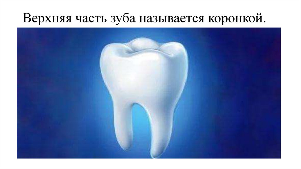 Верхняя часть зуба называется коронкой.