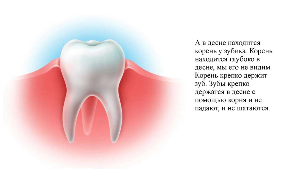 А в десне находится корень у зубика. Корень находится глубоко в десне, мы его не видим. Корень крепко держит зуб. Зубы крепко