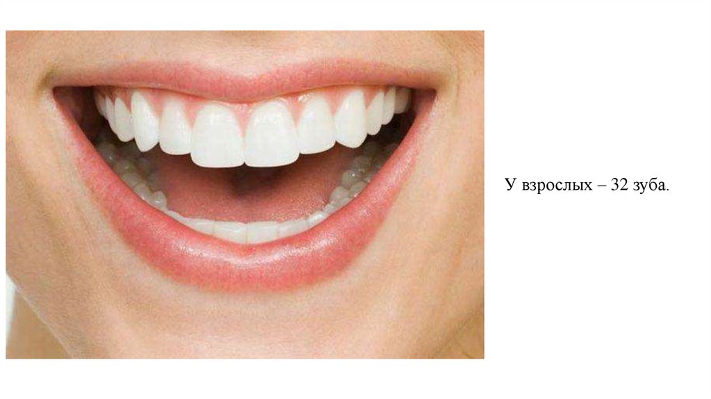 У взрослых – 32 зуба.