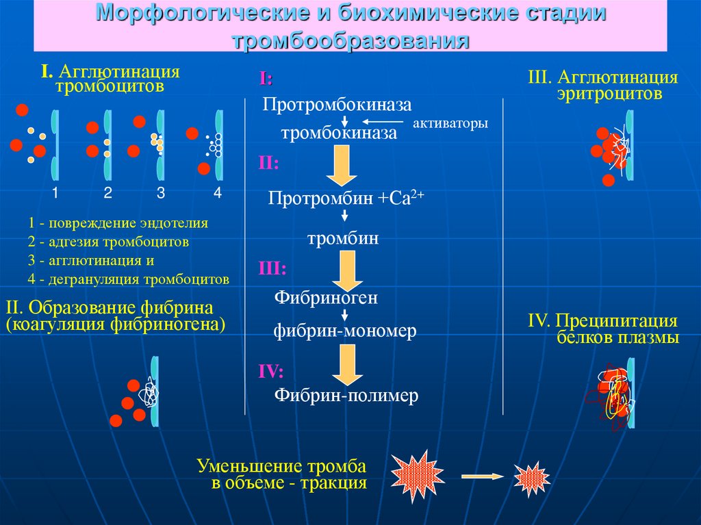 Морфологические и биохимические стадии тромбообразования