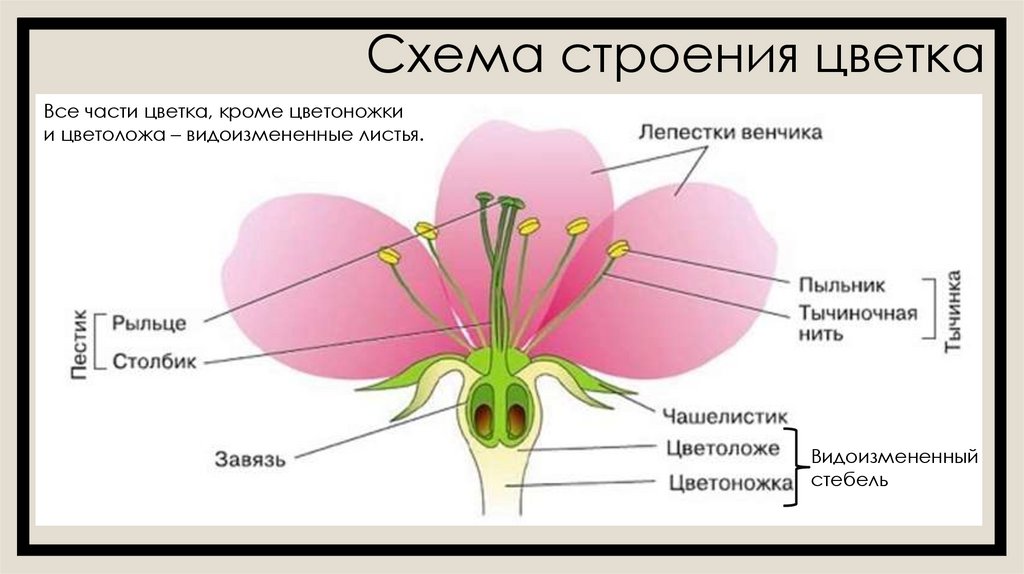 Схема строения цветка