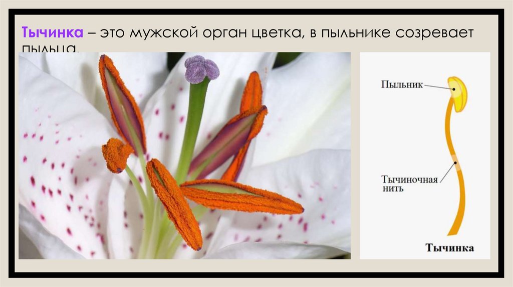 Тычинка – это мужской орган цветка, в пыльнике созревает пыльца.