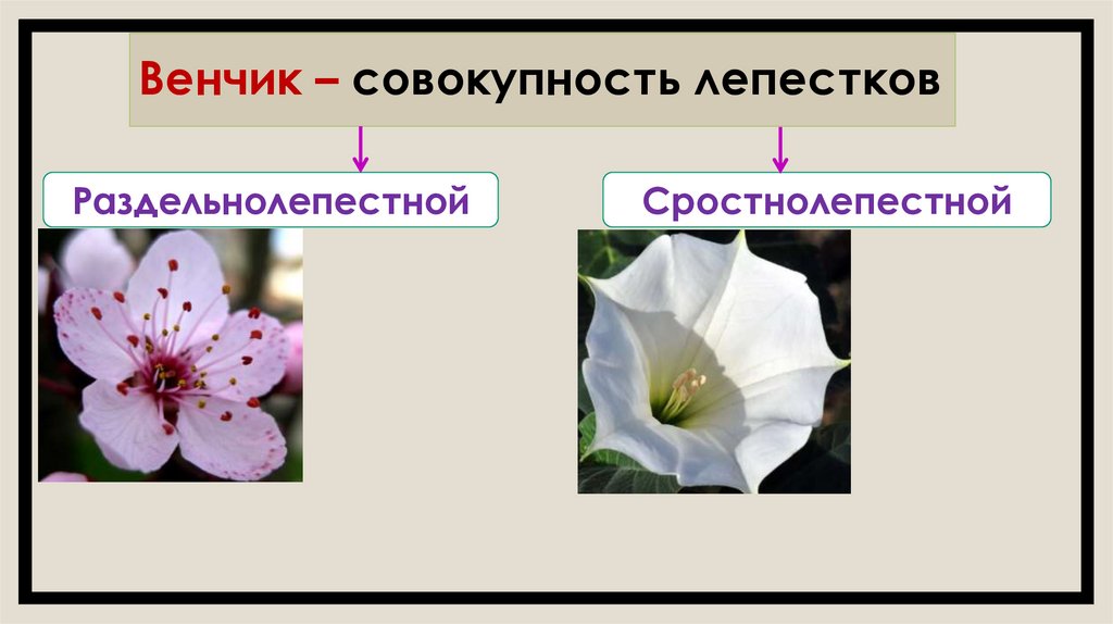 Венчик – совокупность лепестков