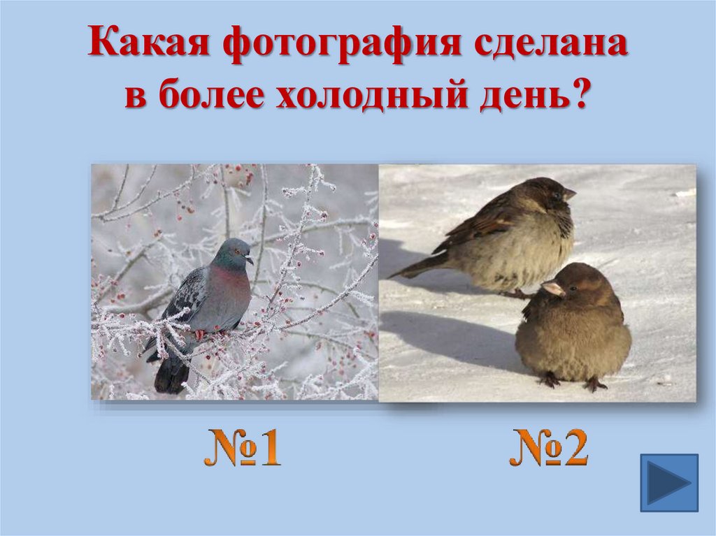 Какая фотография сделана в более холодный день?