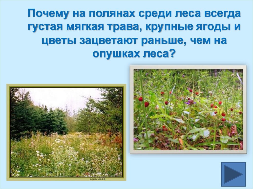 Почему на полянах среди леса всегда густая мягкая трава, крупные ягоды и цветы зацветают раньше, чем на опушках леса?