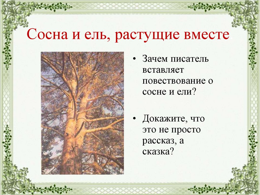 Сосна и ель, растущие вместе.