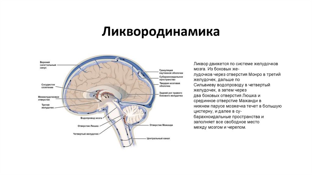 Ликвородинамика