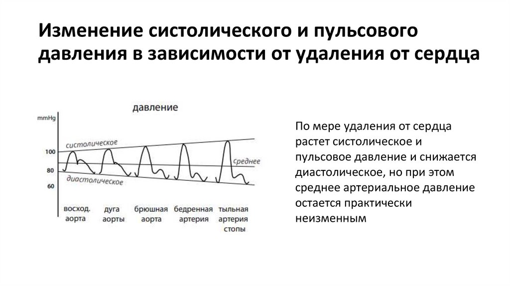 Изменение систолического и пульсового давления в зависимости от удаления от сердца