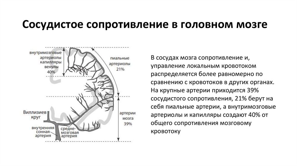 Сосудистое сопротивление в головном мозге