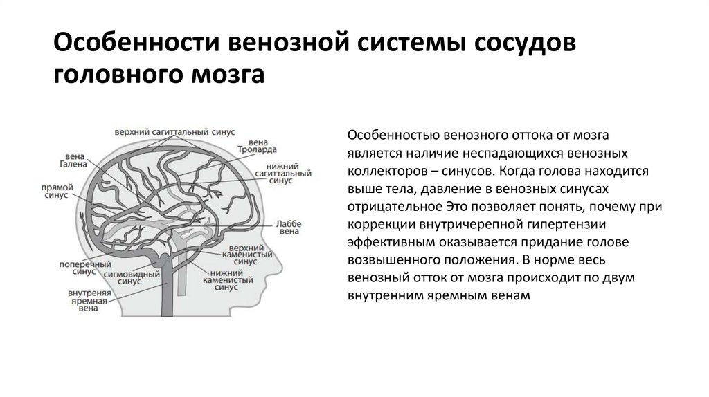 Особенности венозной системы сосудов головного мозга