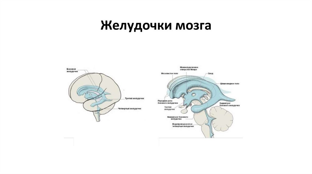 Желудочки мозга