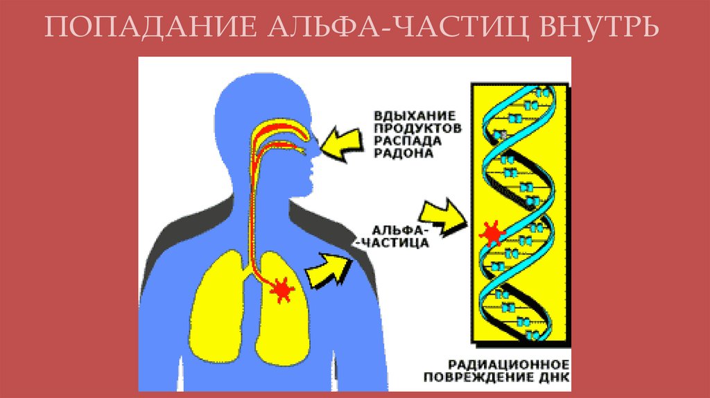 ПОПАДАНИЕ АЛЬФА-ЧАСТИЦ ВНУТРЬ