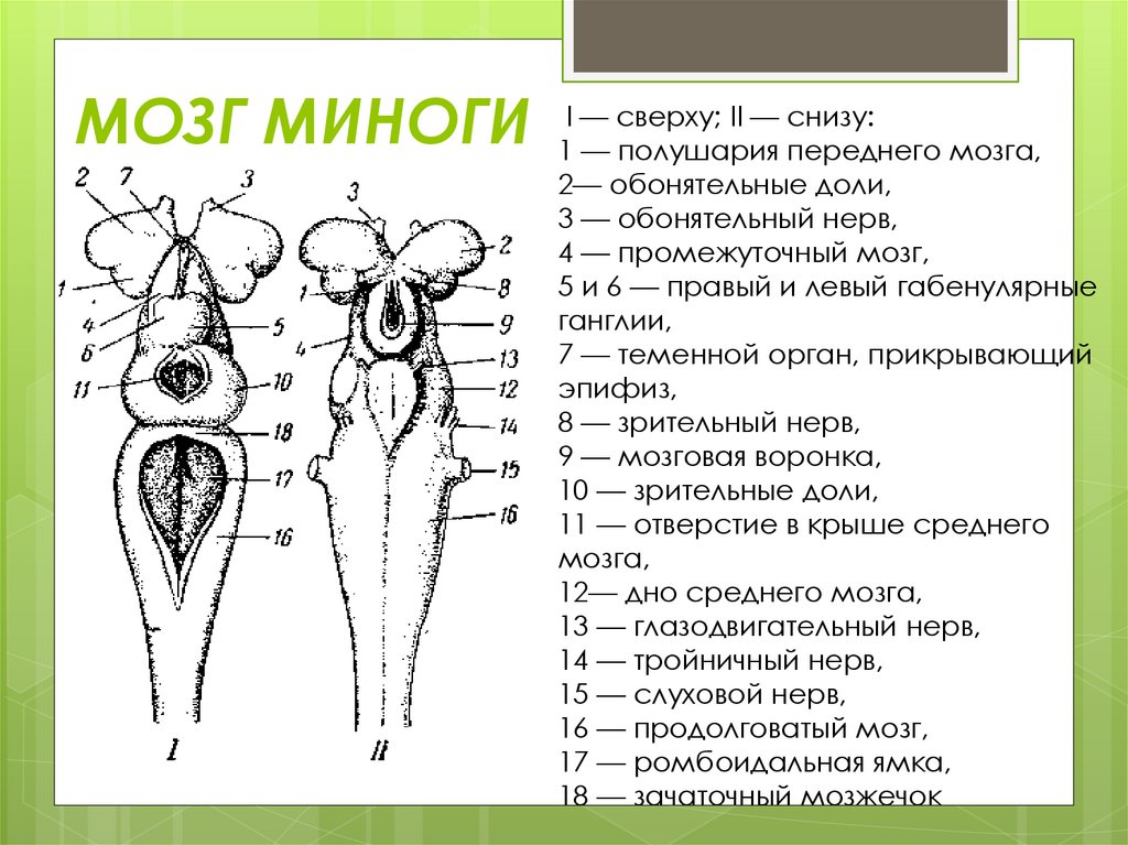 МОЗГ МИНОГИ