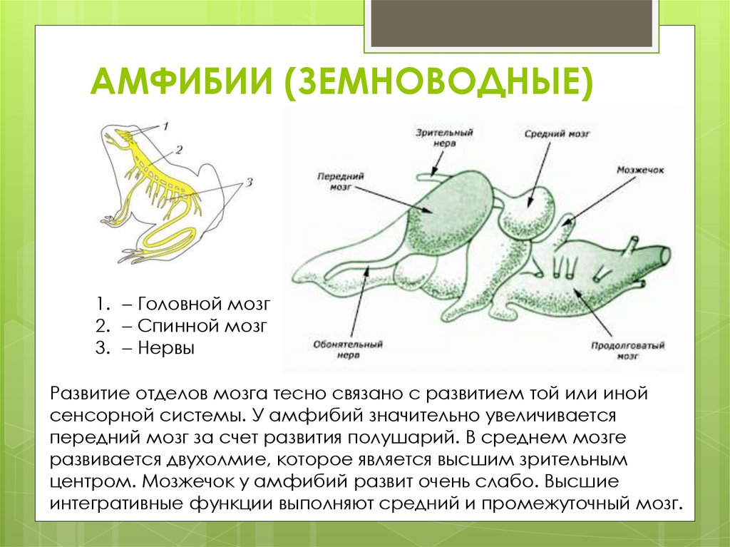 АМФИБИИ (ЗЕМНОВОДНЫЕ)