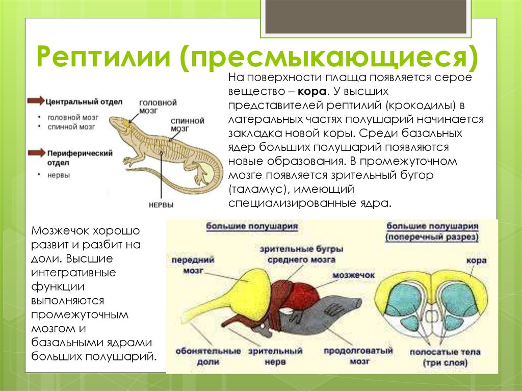 Рептилии (пресмыкающиеся)