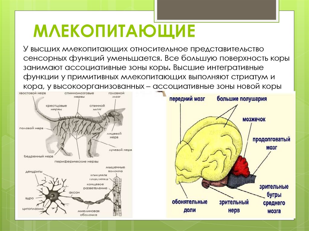 МЛЕКОПИТАЮЩИЕ