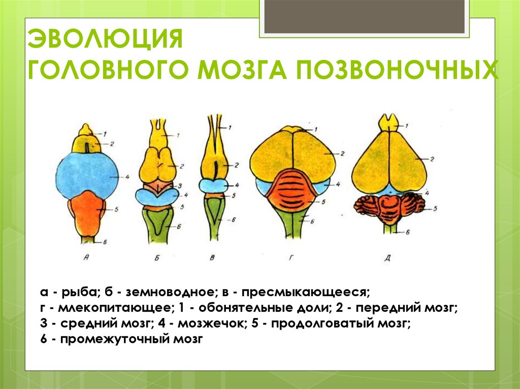 ЭВОЛЮЦИЯ ГОЛОВНОГО МОЗГА ПОЗВОНОЧНЫХ