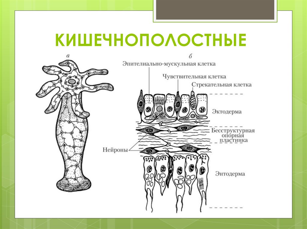 КИШЕЧНОПОЛОСТНЫЕ