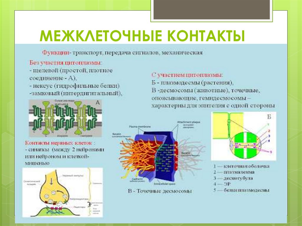 МЕЖКЛЕТОЧНЫЕ КОНТАКТЫ