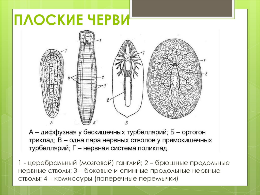ПЛОСКИЕ ЧЕРВИ