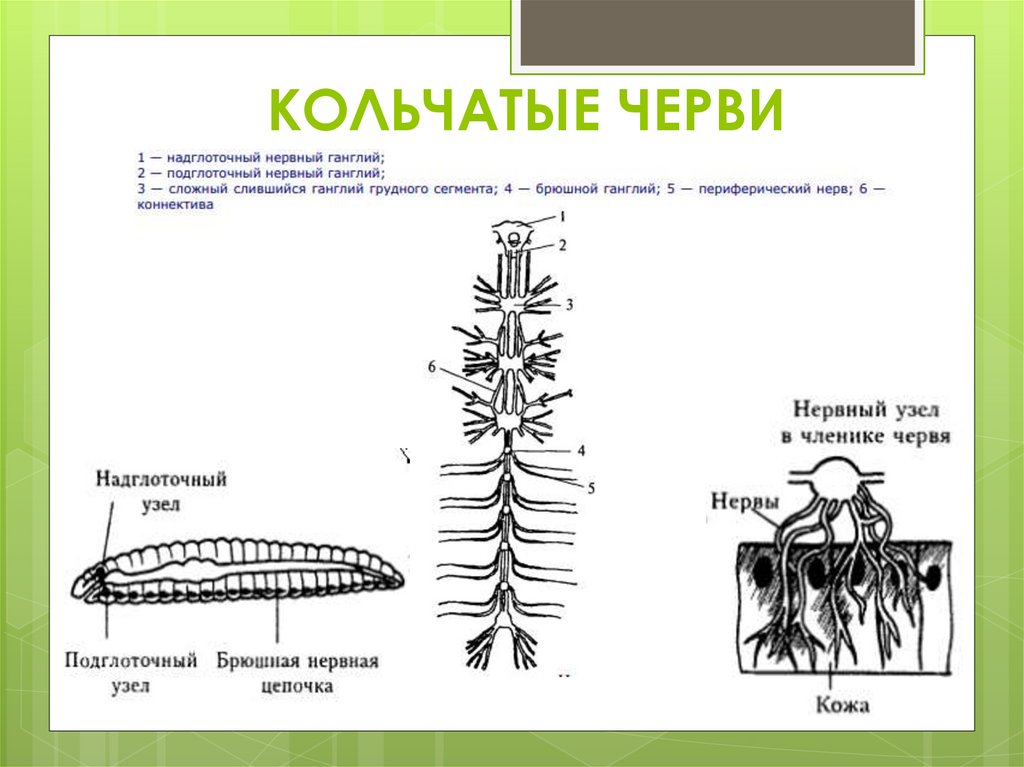 КОЛЬЧАТЫЕ ЧЕРВИ