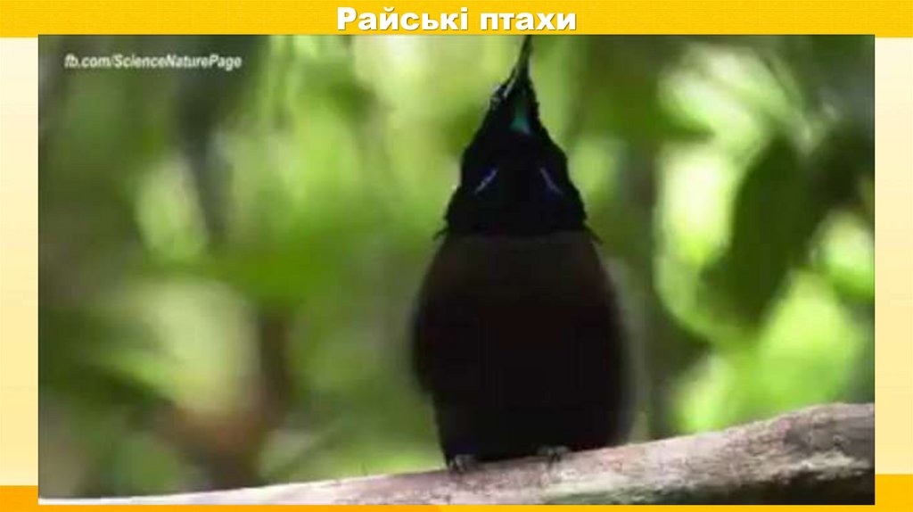 Райські птахи