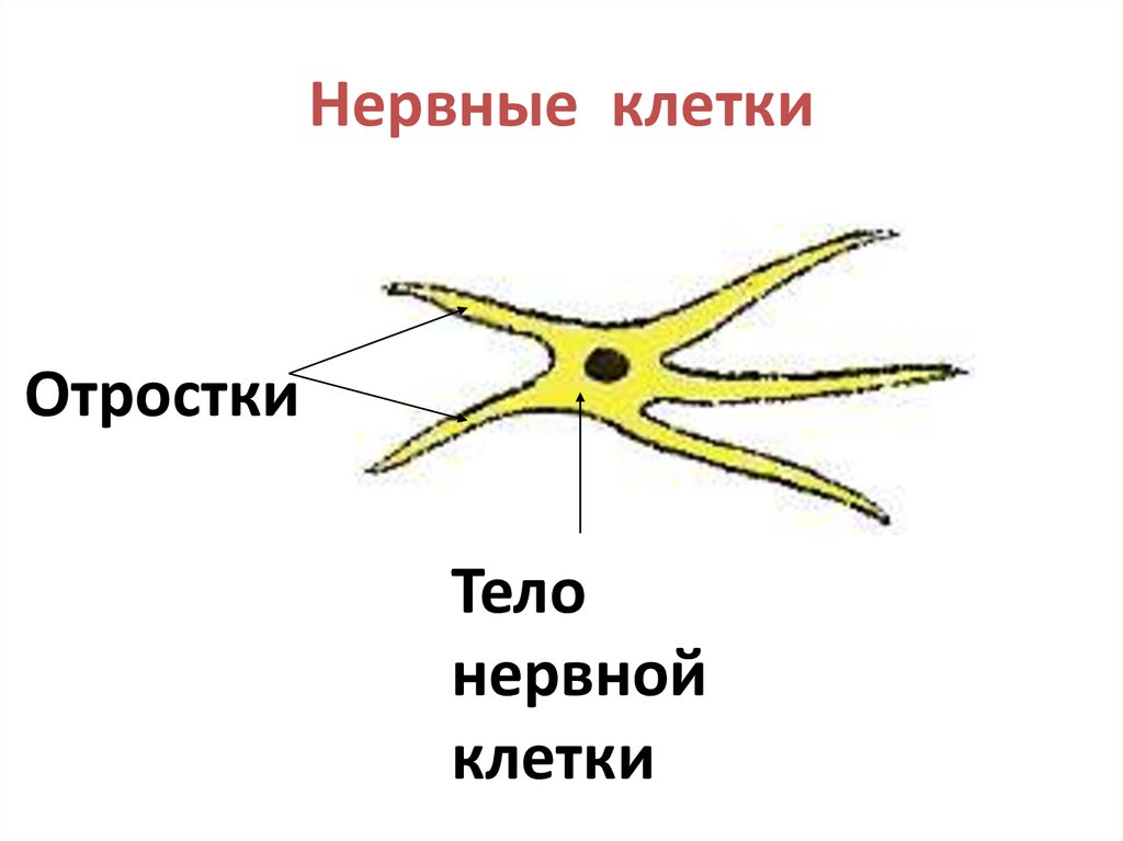 Нервные клетки