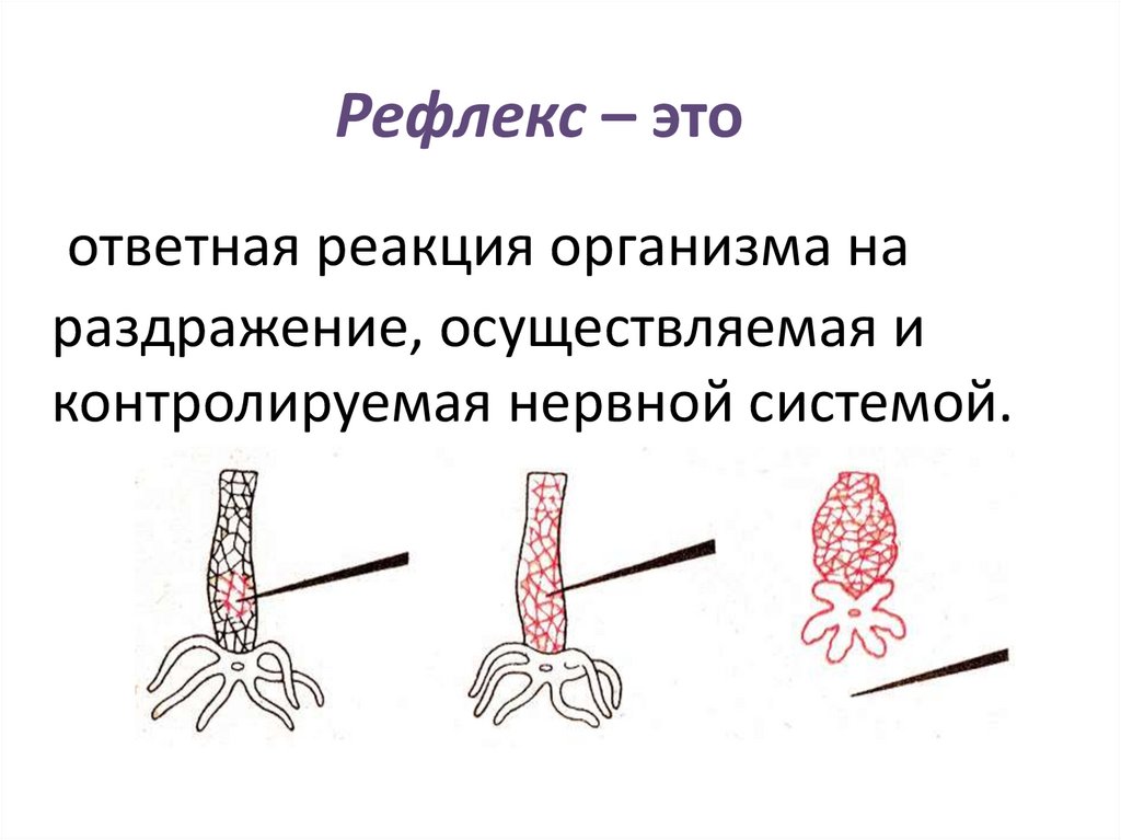 Рефлекс – это