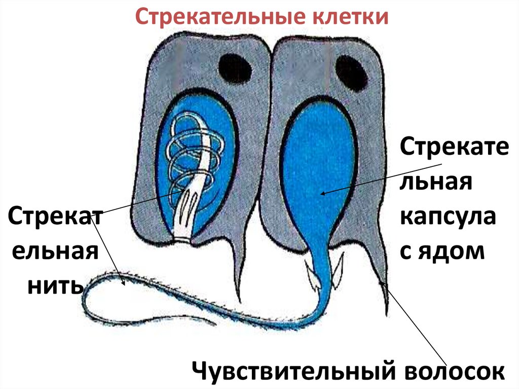 Стрекательные клетки