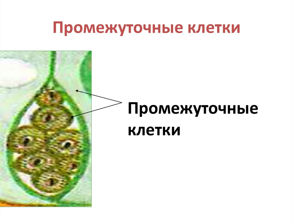 Промежуточные клетки