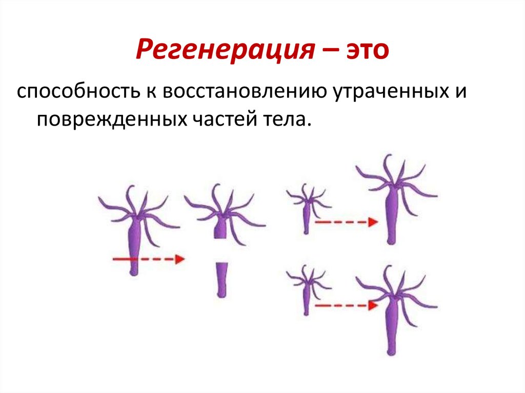 Регенерация – это