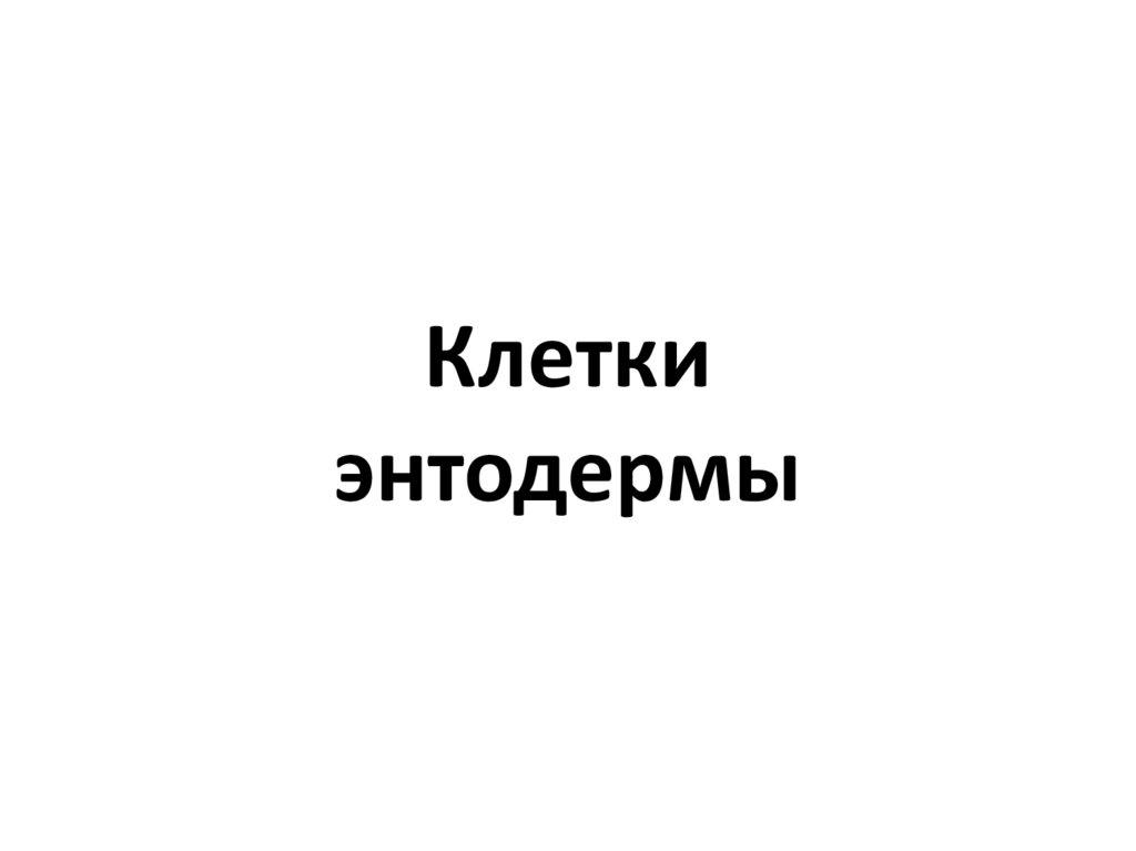 Клетки энтодермы