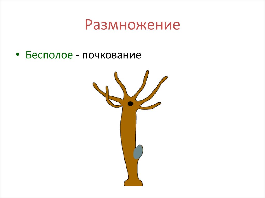 Размножение