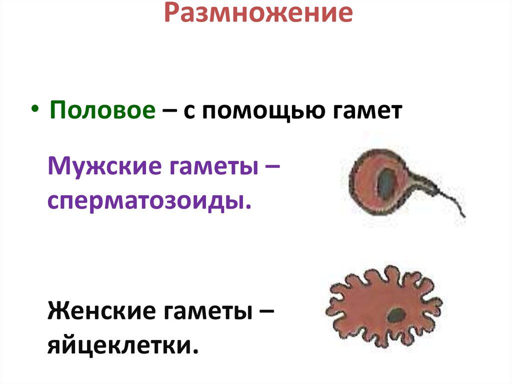 Размножение