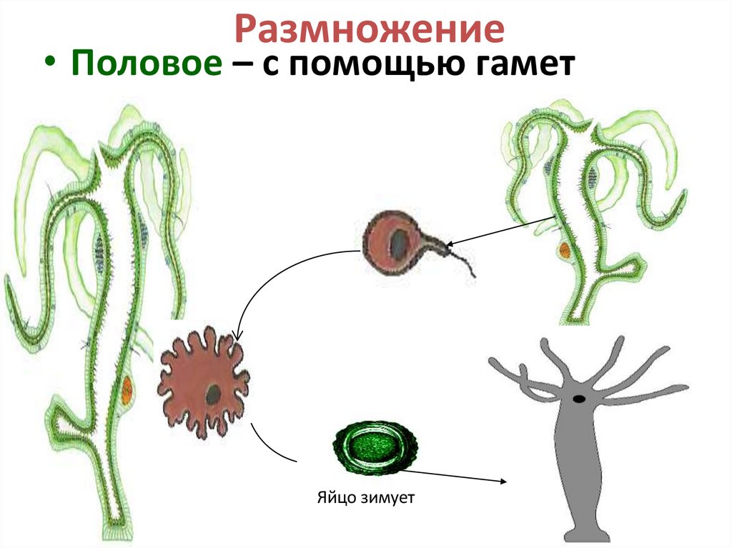 Размножение