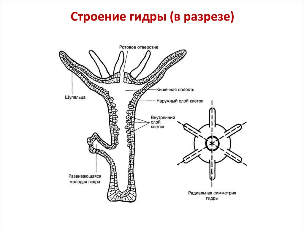 Строение гидры (в разрезе)
