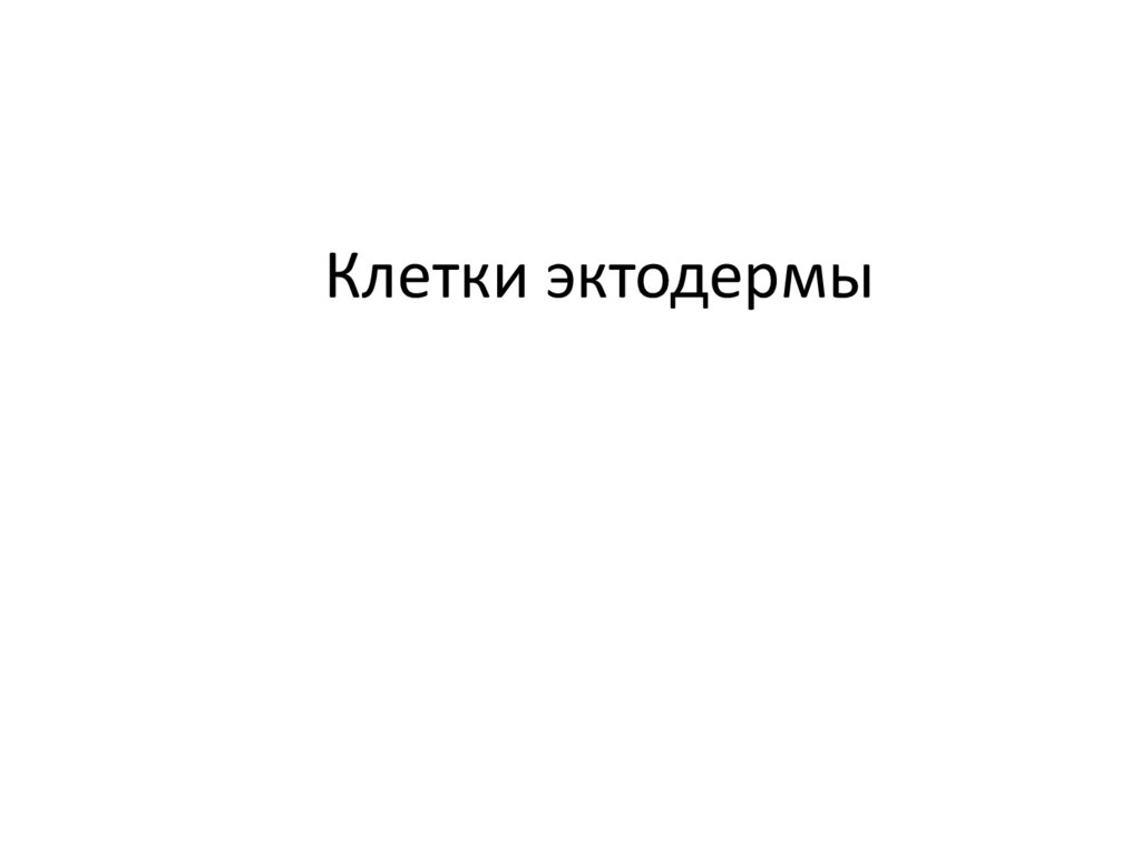 Клетки эктодермы