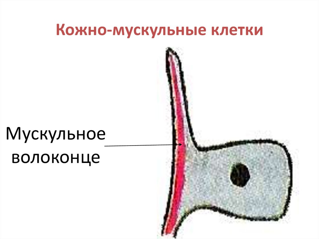 Кожно-мускульные клетки