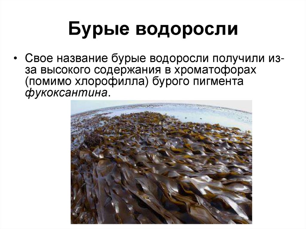 Бурые водоросли
