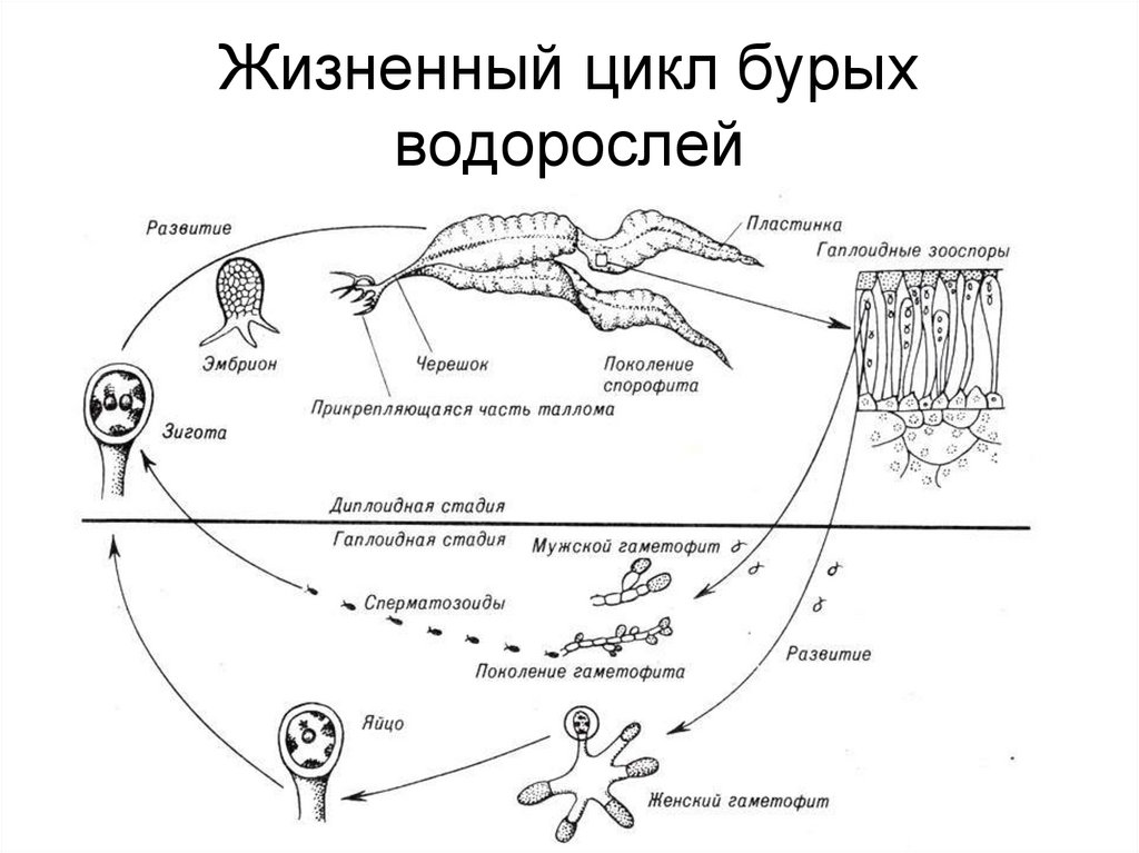 Жизненный цикл бурых водорослей