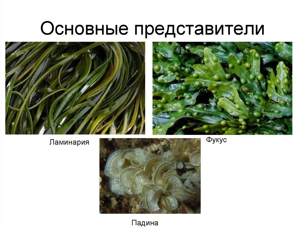 Основные представители