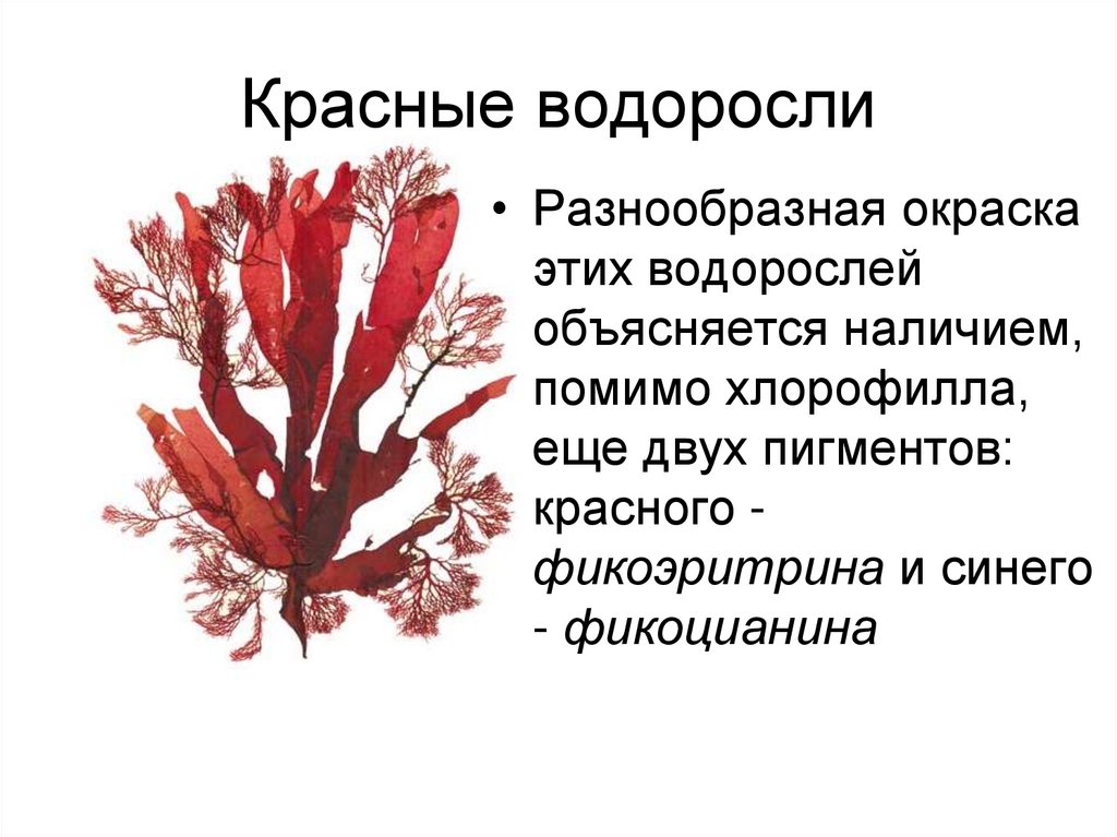 Красные водоросли