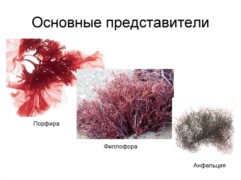 Основные представители