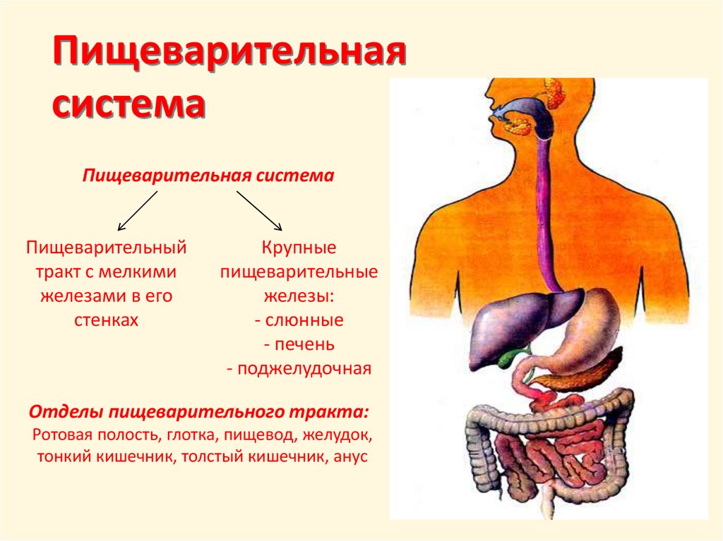 Пищеварительная система