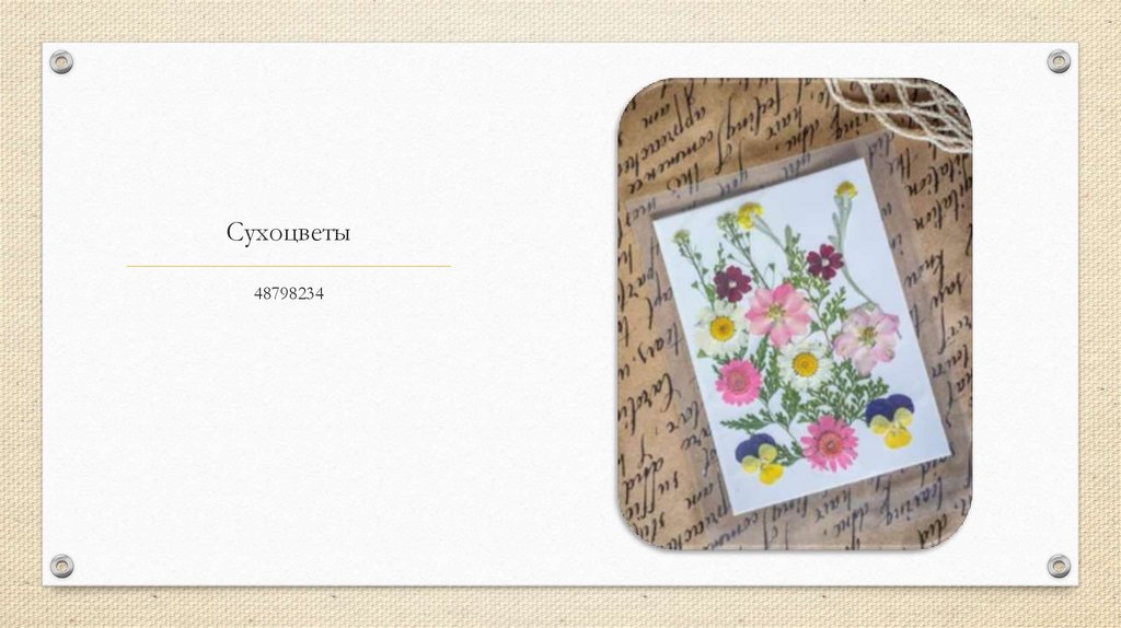 Сухоцветы