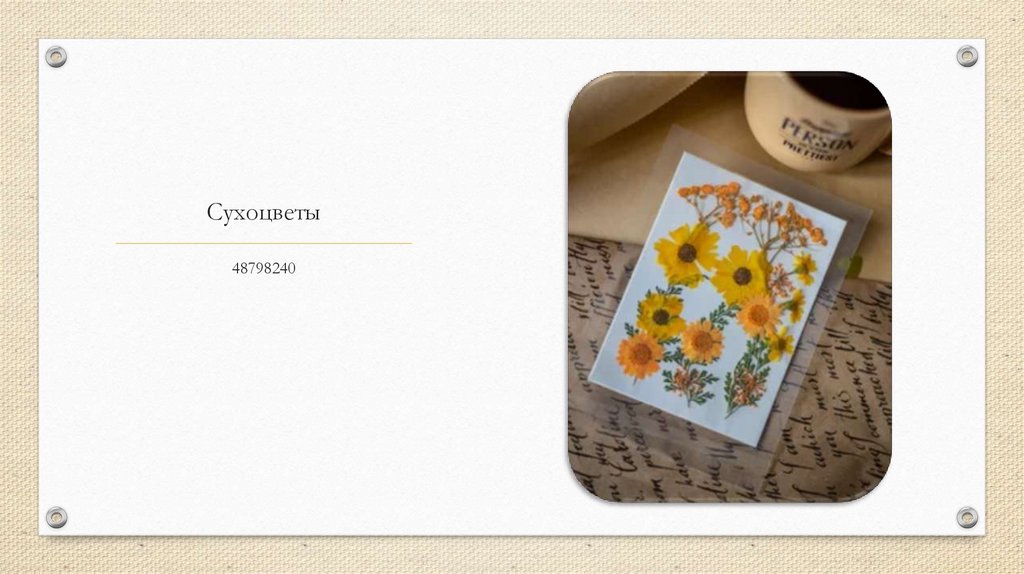 Сухоцветы